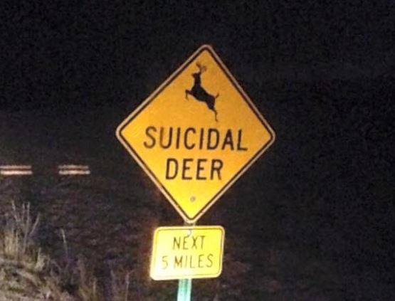 funny signs fails - Suicidal Deer Next 5 Miles