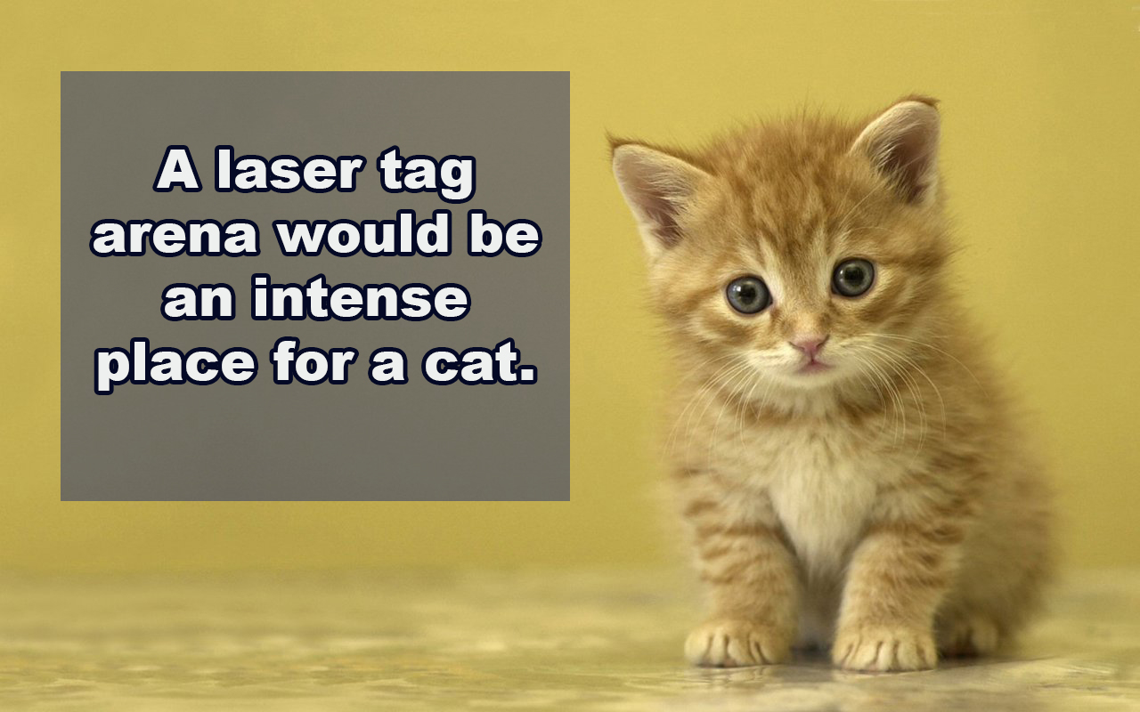 cute cats - A laser tag arena would be an intense place for a cat.
