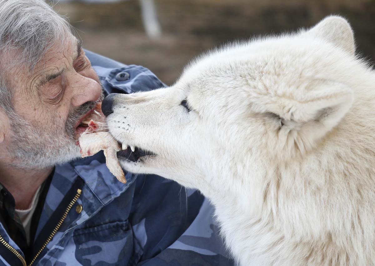 Biologists that have worked with Arctic wolves on Ellesmere Island, 

Canada over 25 field seasons describe 'wolves as wimps’ as they are 

so gentle and caring for each other.