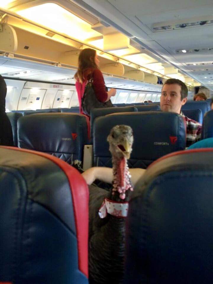 therapy turkey on airplane