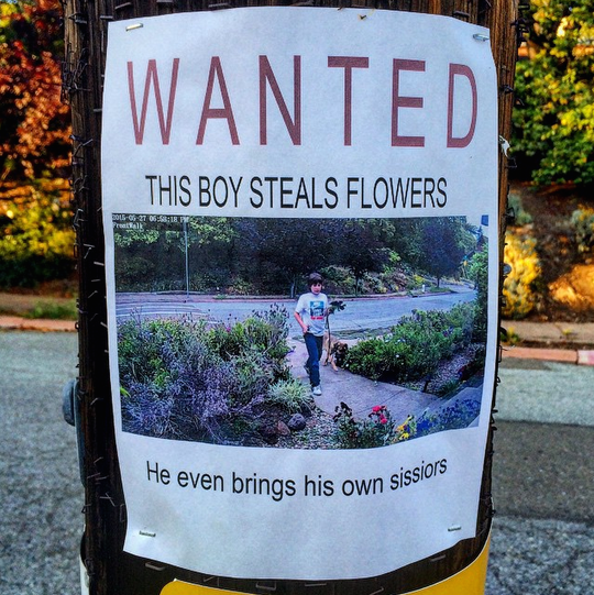 stupid things to do as a teenager - Wanted This Boy Steals Flowers He even brings his own Sk Is Own Sissiors