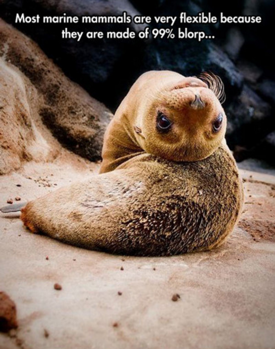 sea lion puppy - Most marine mammals are very flexible because they are made of 99% blorp...