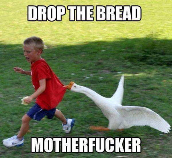 kids vs animals - Drop The Bread Motherfucker