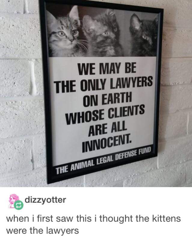 we may be the only lawyers on earth whose clients are all innocent - We May Be The Only Lawyers On Earth Whose Clients Are All Innocent The Animal Legal Defense Fund a dizzyotter when i first saw this i thought the kittens were the lawyers