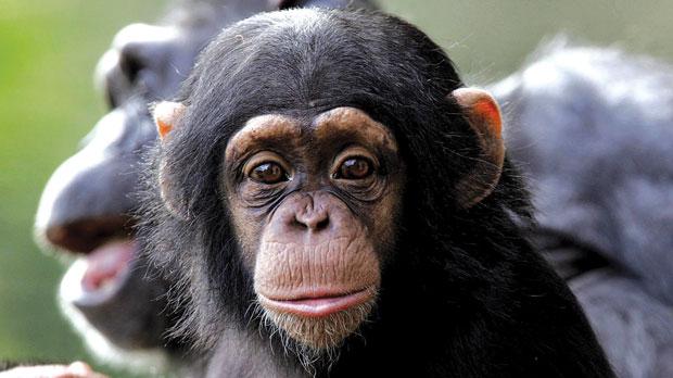 The Gombe Chimpanzee War was a conflict between two communities of 

chimpanzees in Tanzania that lasted 4 years and included violent 

skirmishes, numerous deaths and kidnappings.