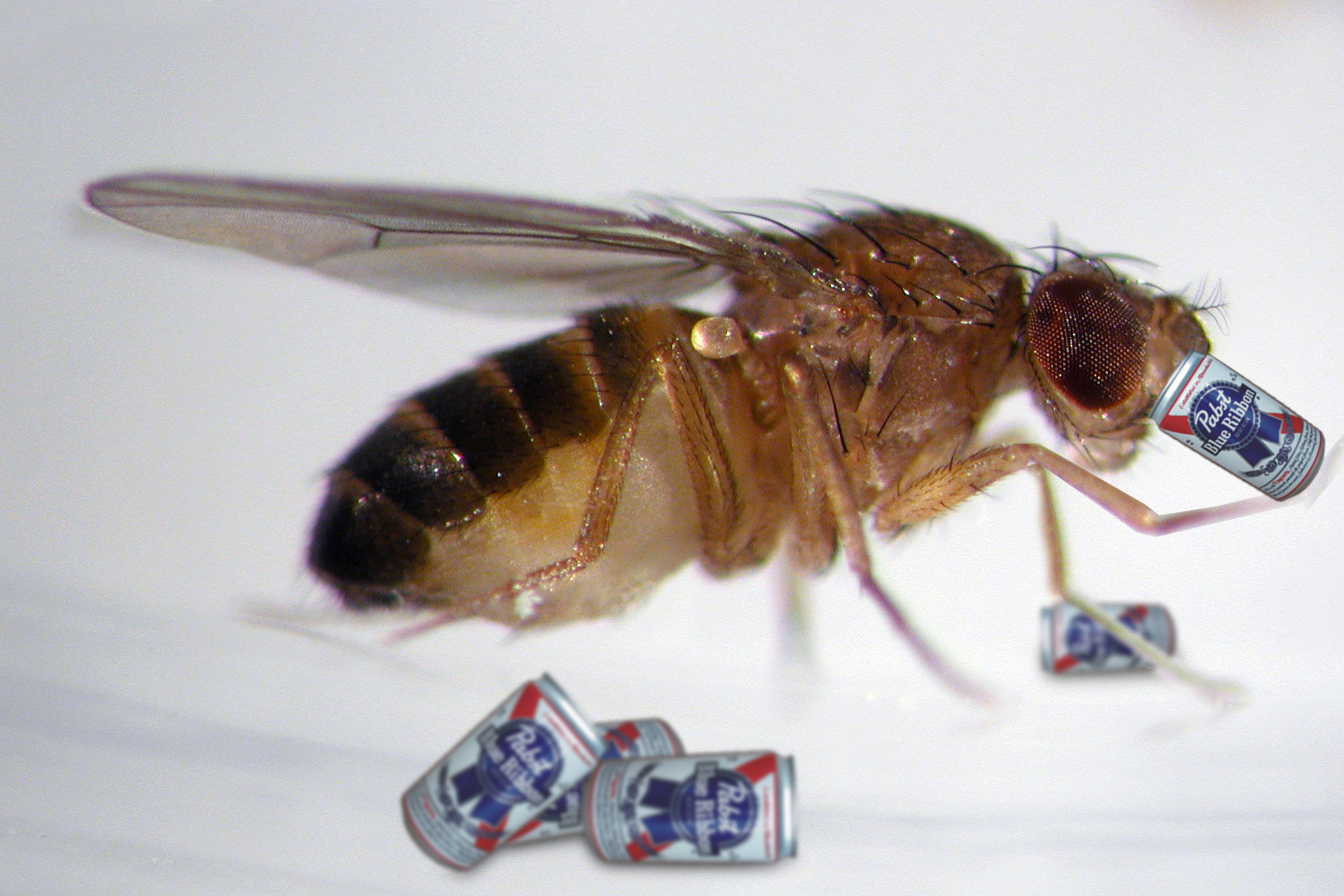 Flies develop homosexual tendencies while drunk.