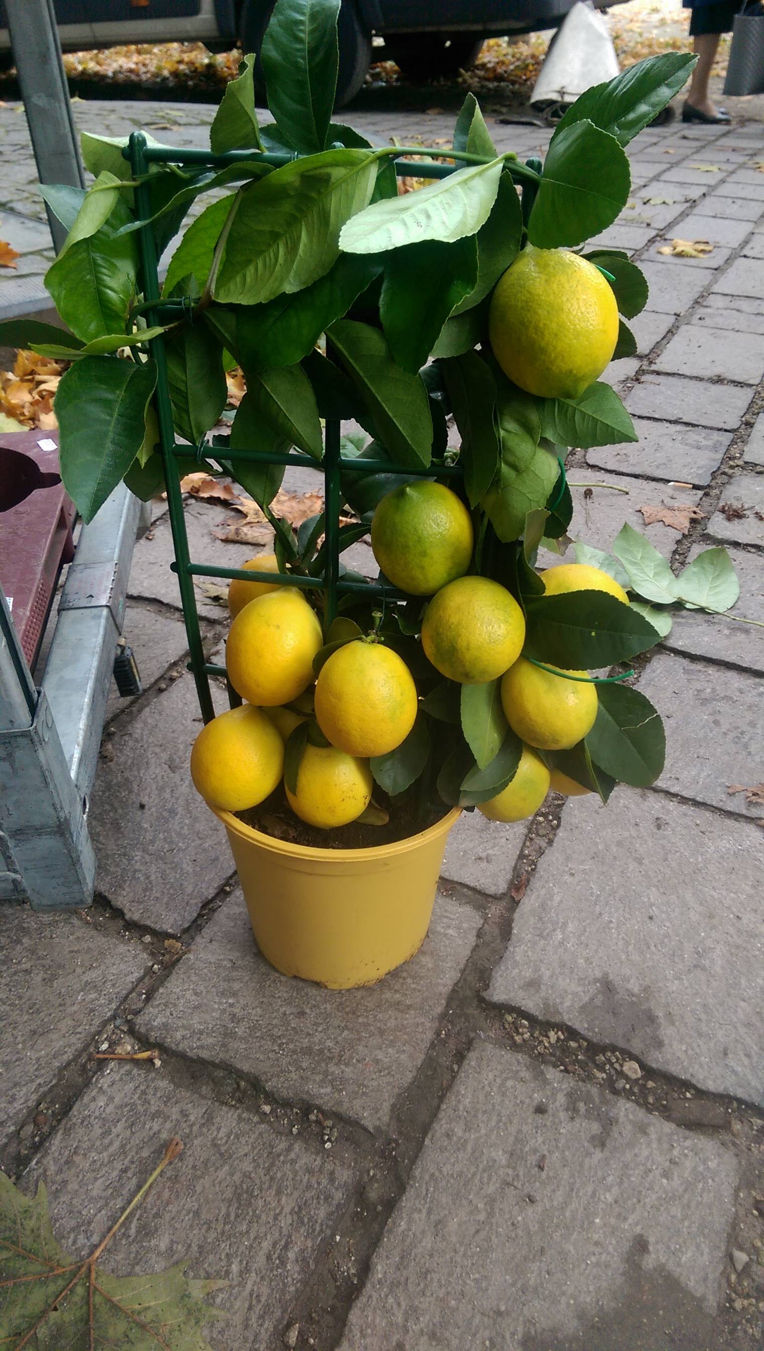 This little lemon tree has more lemon than tree.