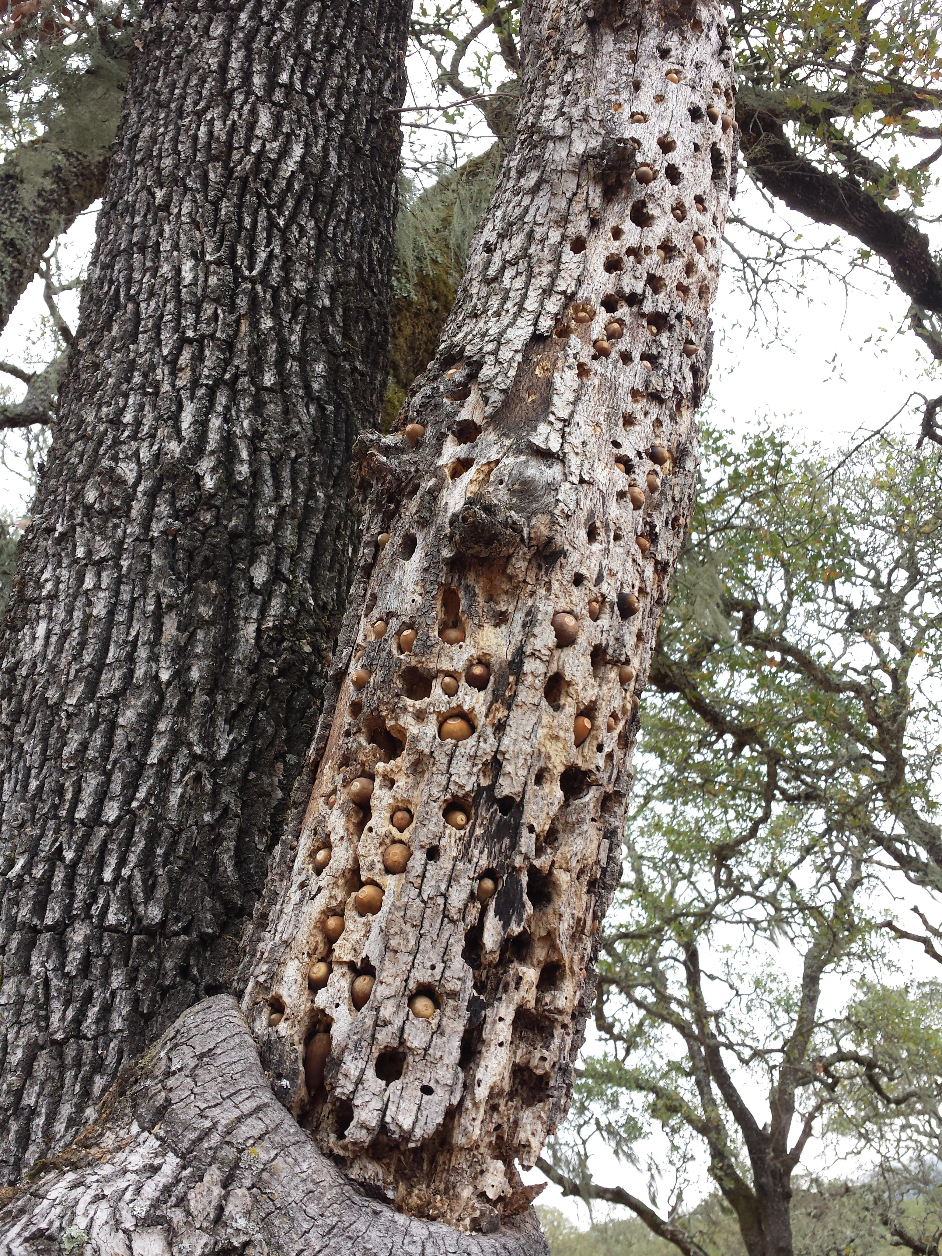 Animals are storing acorns in the holes that woodpeckers made in 

this dead tree.