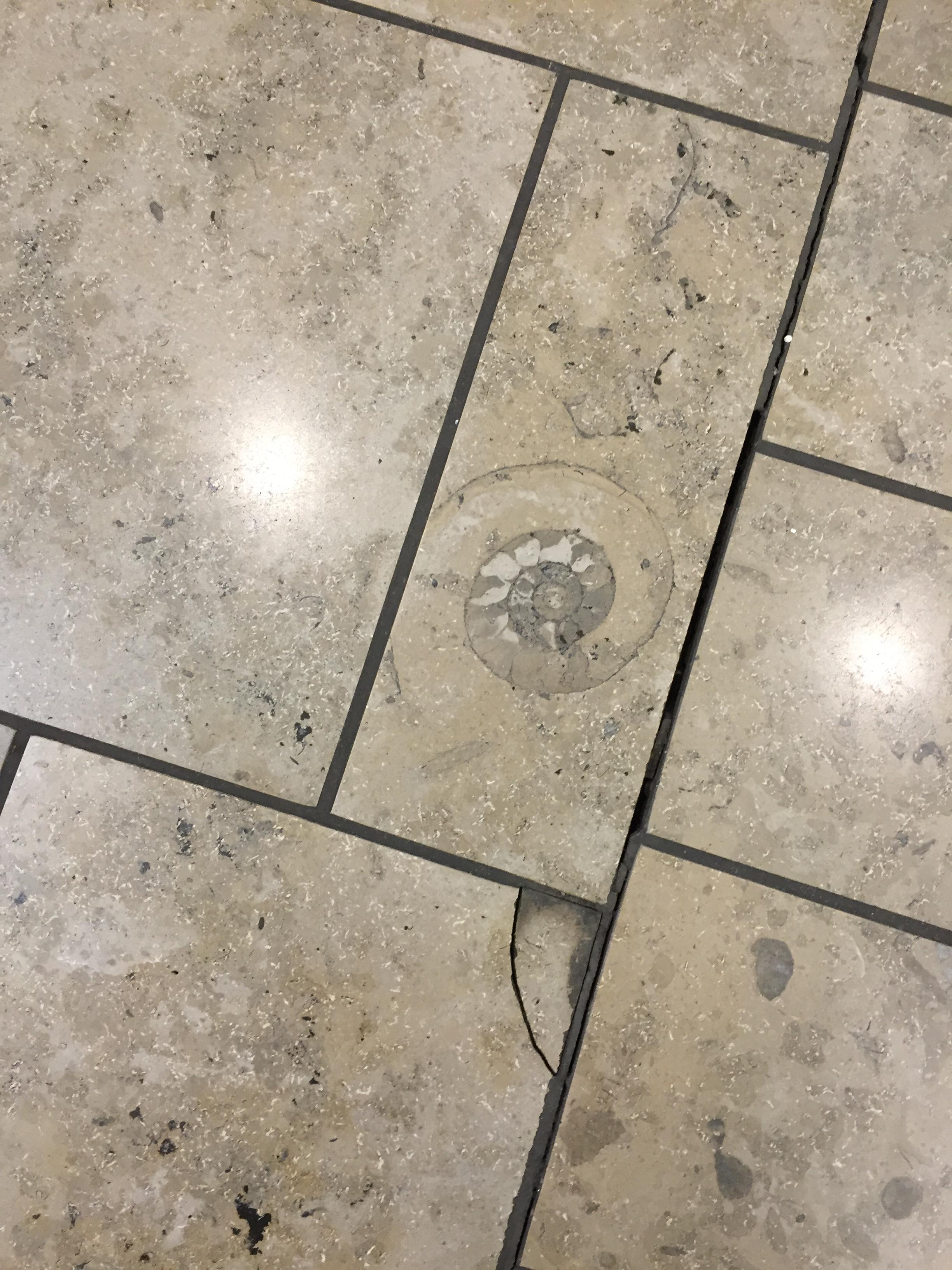The stone that was used for this tile at the mall contained a 

fossil.