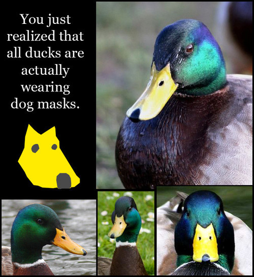 ducks wear dog masks - You just realized that all ducks are actually wearing dog masks.