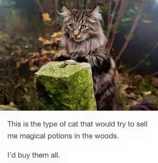 khajiit meme - This is the type of cat that would try to sell me magical potions in the woods. I'd buy them all.