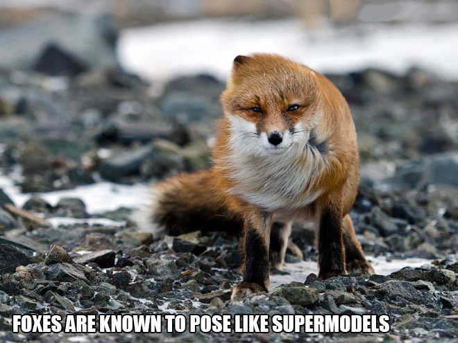 amazing fox - Foxes Are Known To Pose Supermodels