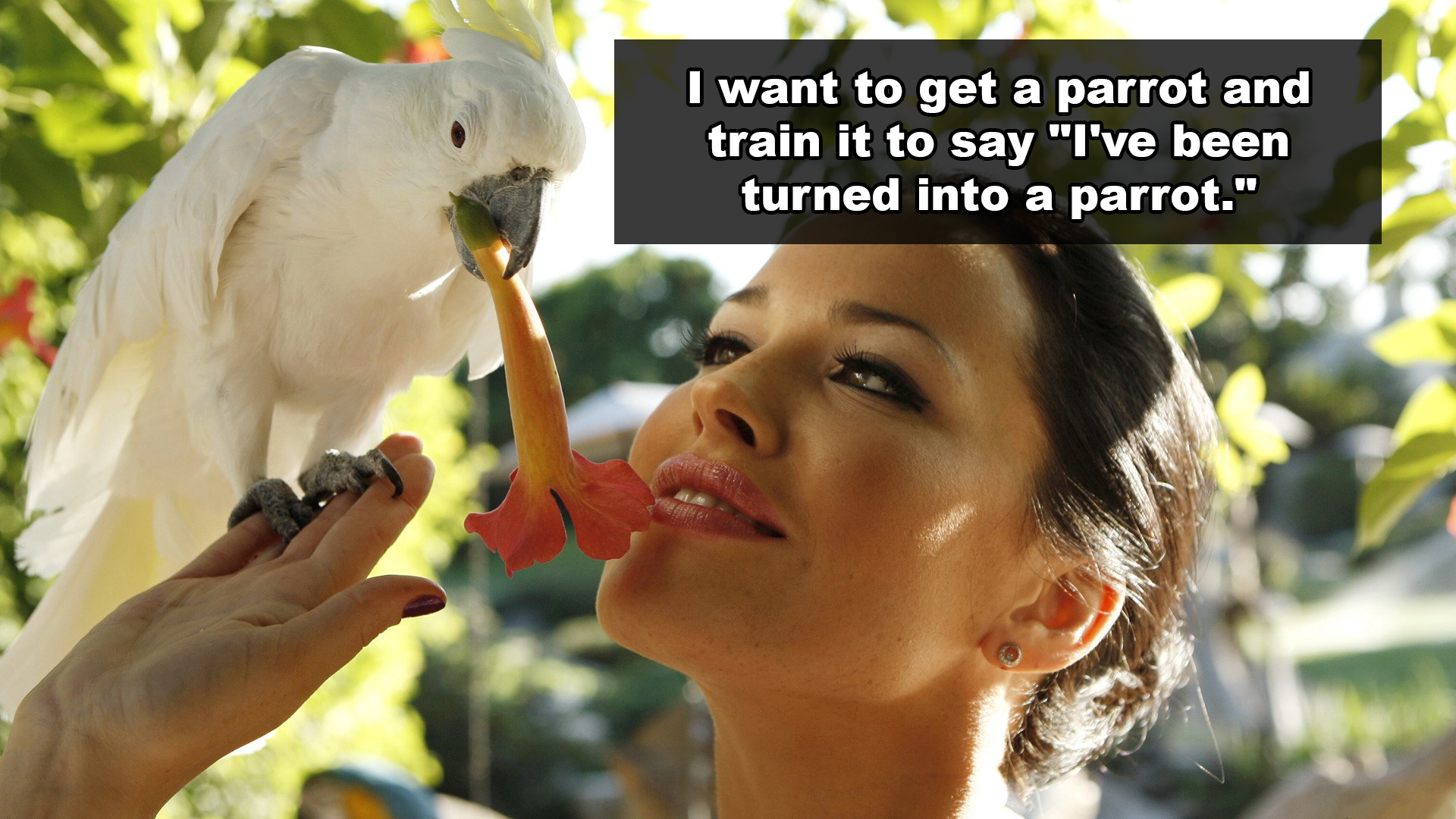 I want to get a parrot and train it to say "I've been turned into a parrot."