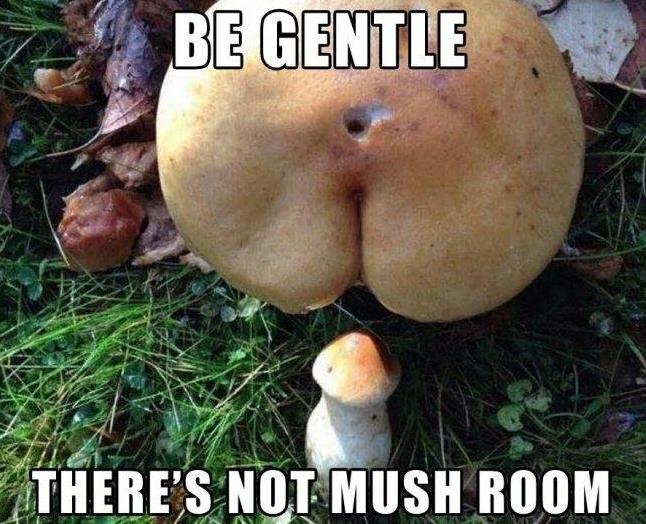 not mushroom meme - _ Be Gentle There'S Not Mush Room