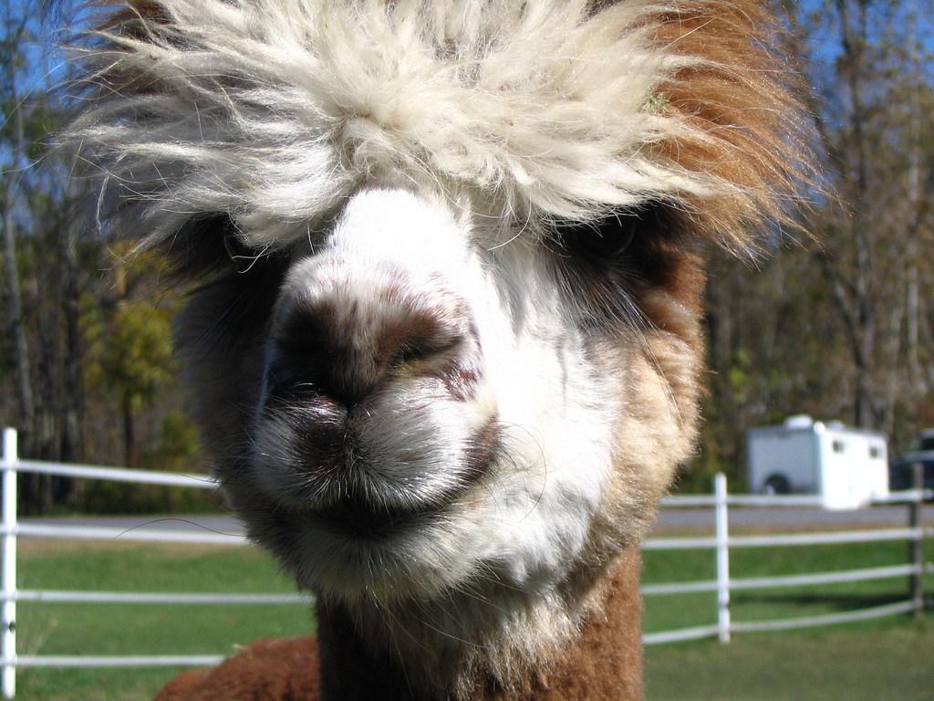 Guard llamas are real and they can tear an animal apart with their teeth and 

sharp nails.
