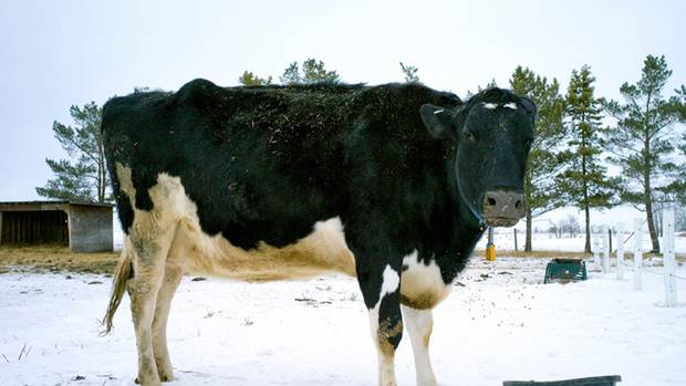 Missy the cow, worth $1.2 million, is considered to be the top milk producing 

cow and also won every beauty contest she entered. Missy’s owners previously 

pre-sold 25 embryos for $230,000.