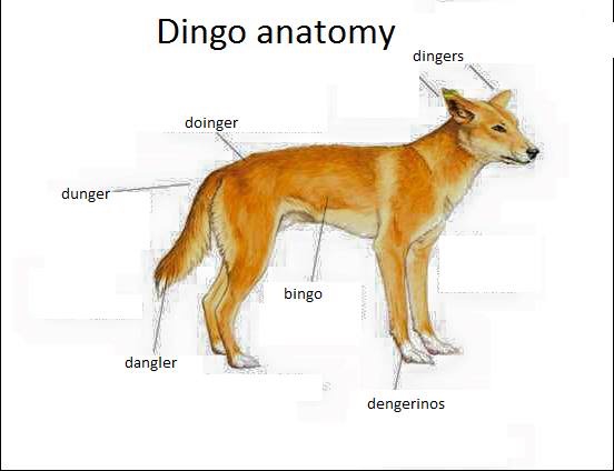 dingo anatomy - Dingo anatomy dingers doinger dunger bingo dangler dengerinos
