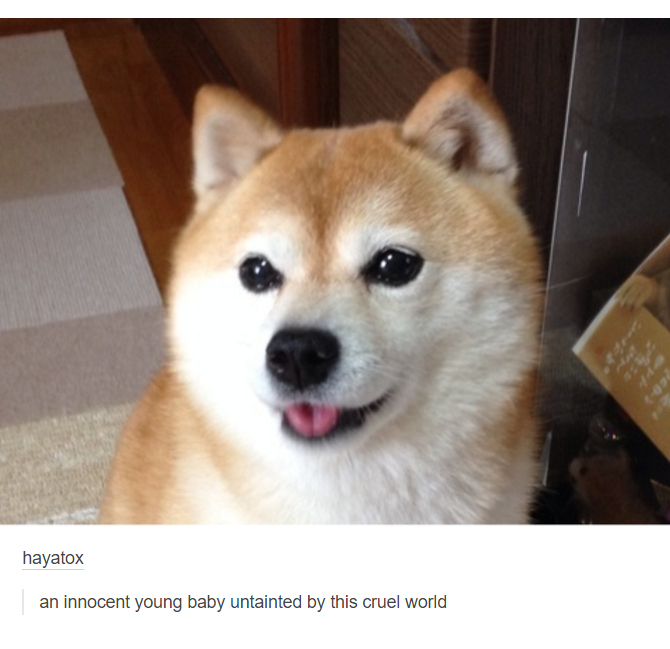 baby shibes - hayatox an innocent young baby untainted by this cruel world