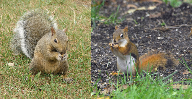 60% of grey squirrels, a non native species, in England and Wales carry the 

squirrel pox virus. While greys are immune to the disease it is deadly to 

reds. Red Squirrels are now virtually extinct in Southern England.