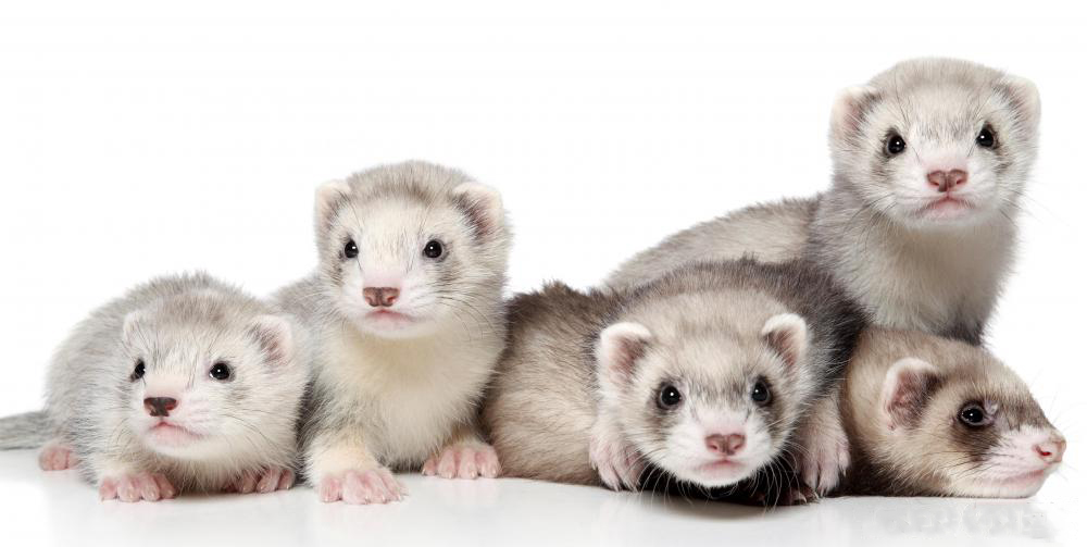 A group of ferrets is called a "business".