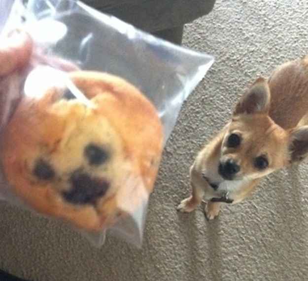 random pic muffin dog