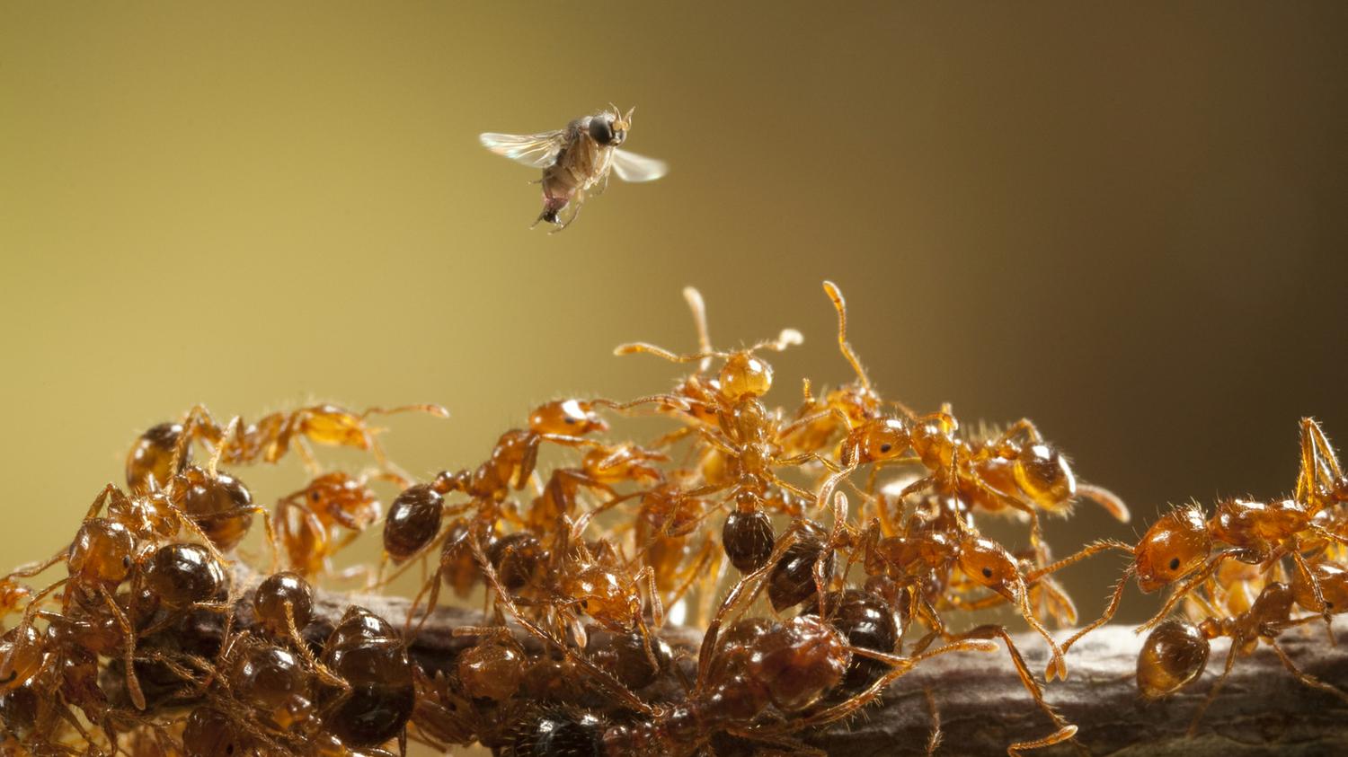All-out war against fellow members of the same species occurs only among large societies of humans and ants.