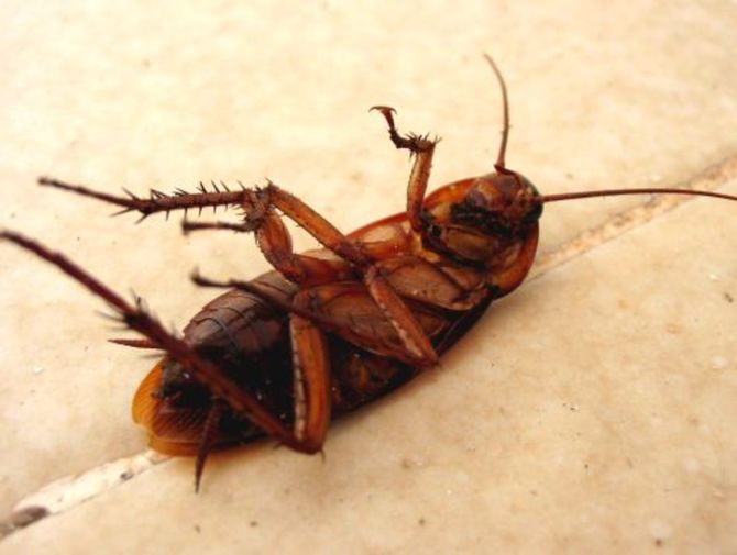 The brains of cockroaches carry some serious antibiotics, strong enough to slaughter bacteria that have evolved resistance to the hospital antibiotics humans use.