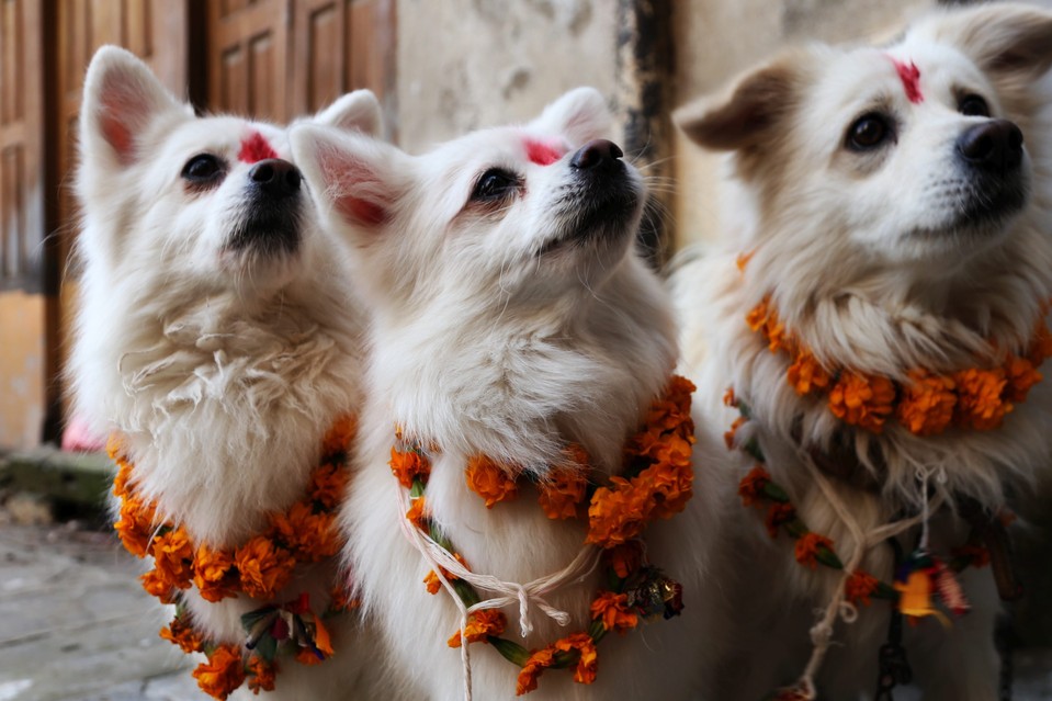 Tihar is a festival in Nepal that dedicates an entire day to thanking dogs for their friendship and loyalty.