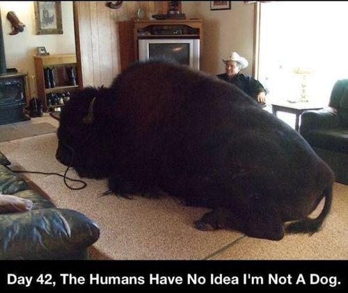 pet buffalo - Day 42, The Humans Have No Idea I'm Not A Dog.