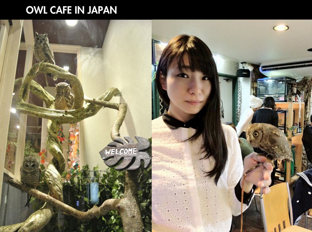 owl as pet in singapore - Owl Cafe In Japan Welcome