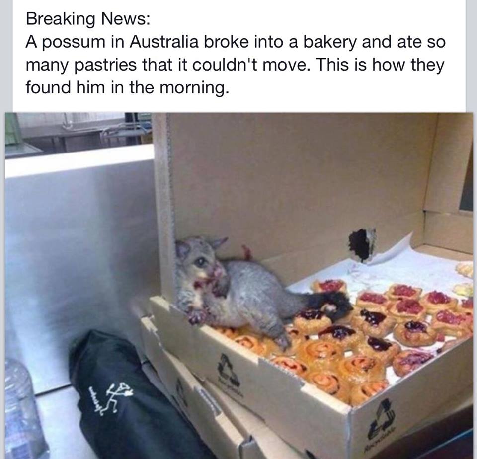 possum in bakery - Breaking News A possum in Australia broke into a bakery and ate so many pastries that it couldn't move. This is how they found him in the morning.