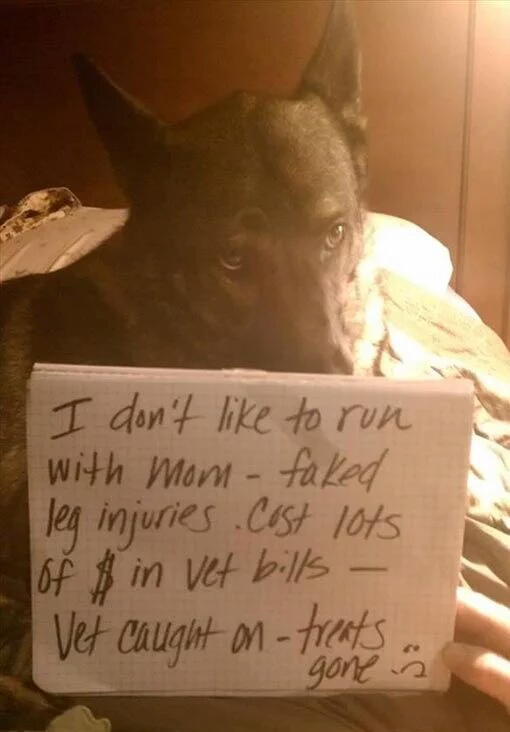 dog fakes injury - I don't to run with Mom faked leg injuries Cost lots of in vet bills Vet caught ontreats gone a
