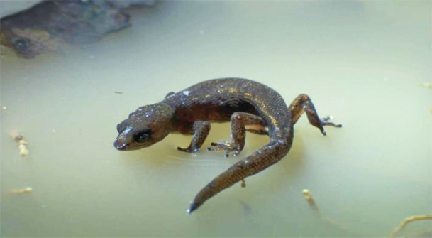The pygmy gecko's skin is hydrophobic. This combined with its low weight allows the gecko to literally stand on water.
