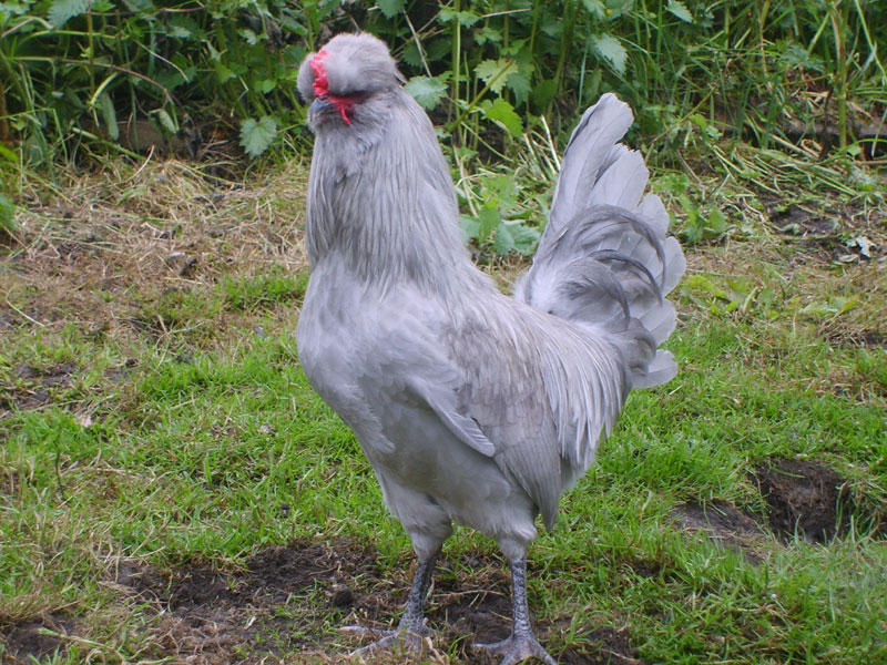 There are breeds of chickens, called araucanas, that lay blue eggs and other breeds that lay green and red eggs.