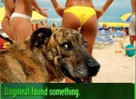 pedo dog - Dogmeat found something.