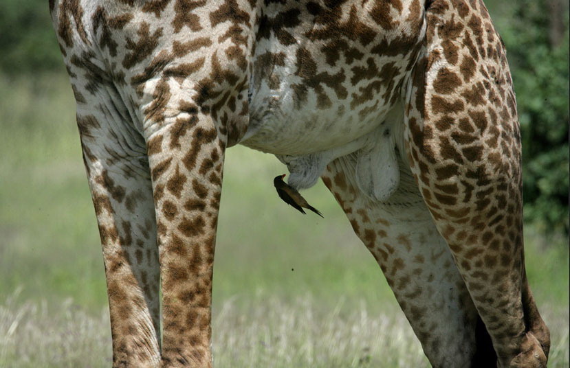 giraffe genitalia
