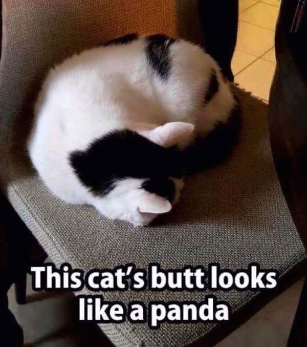 cat that looks like a panda - This cat's butt looks a panda
