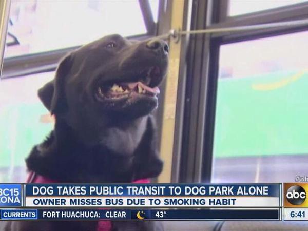 strong independent dog dont need no man - abc 2015 | Dog Takes Public Transit To Dog Park Alone Cona Owner Misses Bus Due To Smoking Habit Currents Fort Huachuca Clear 43