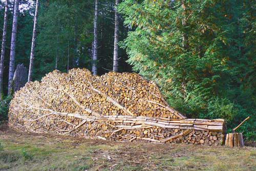 satisfying pic firewood tree stack