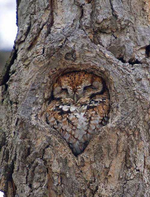 satisfying pic hidden owl