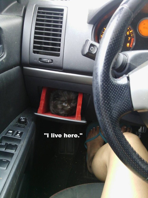 puppy in cup holder - "I live here."