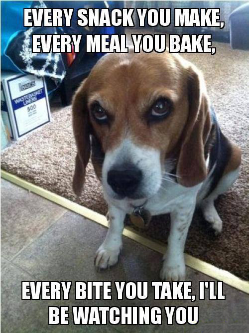 funny beagle - Every Snack You Make, Every Meal You Bake, Waste Every Bite You Take, I'Ll Be Watching You