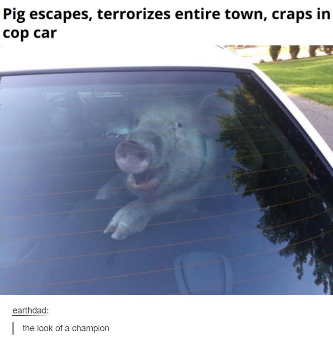 pig cop car - Pig escapes, terrorizes entire town, craps in cop car earthdad the look of a champion