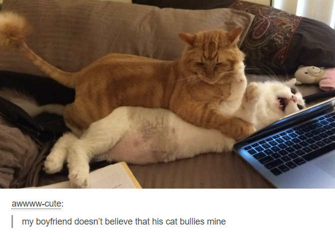 netflix meme - awwwwcute | my boyfriend doesn't believe that his cat bullies mine