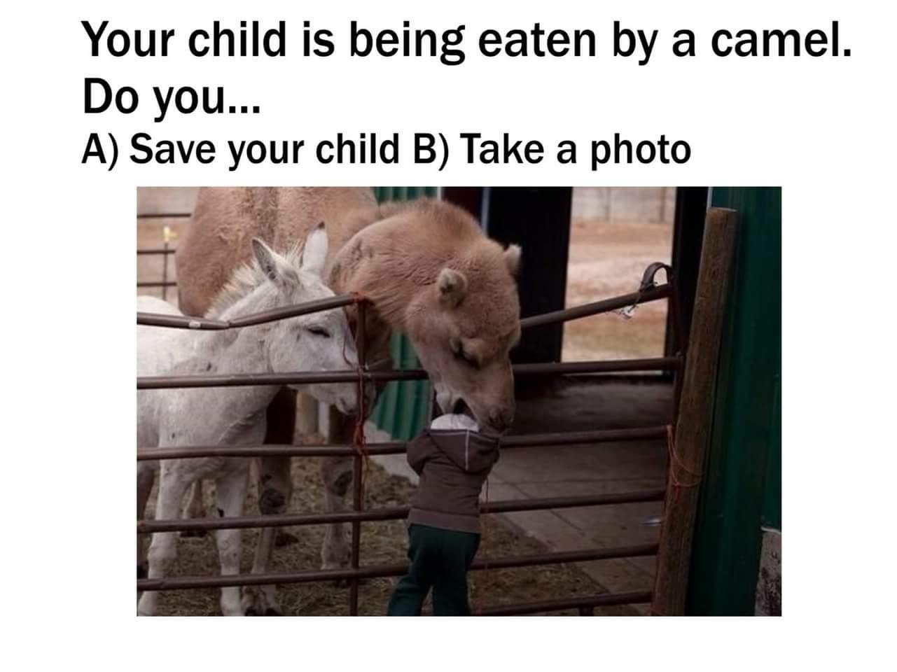 your child is being eaten by a camel - Your child is being eaten by a camel. Do you... A Save your child B Take a photo