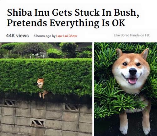 shiba inu bush - Shiba Inu Gets Stuck In Bush, Pretends Everything Is Ok 44K views 5 hours ago by Low Lai Chow Bored Panda on Fb