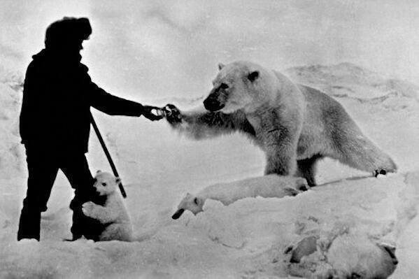 Russian man feeding a polar bear and his cubs with milk, 1973.