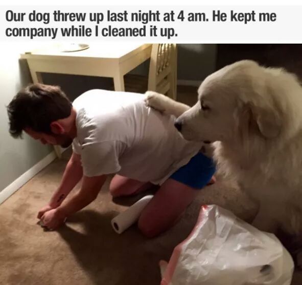 pure memes to cleanse your soul - Our dog threw up last night at 4 am. He kept me company while I cleaned it up.