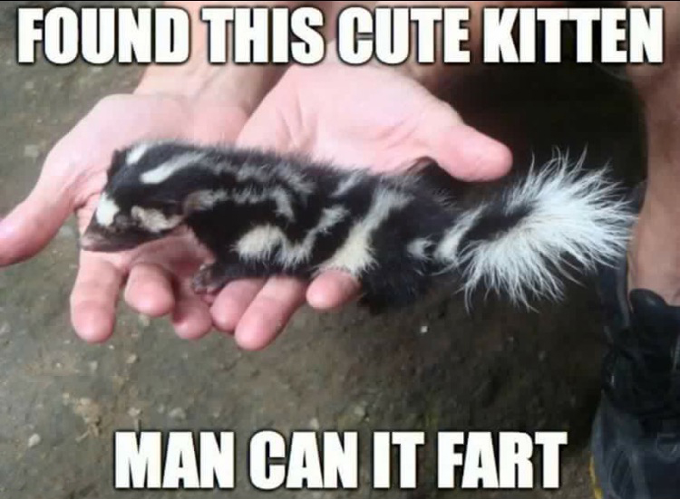 pygmy spotted skunk - Found This Cute Kitten Man Can It Fart