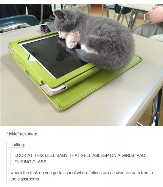 photo caption - fricklefrackphan sniffing Look At This Lilll Baby That Fell Asleep On A Girls Ipad During Class where the fuck do you go to school where felines are allowed to roam free in the classrooms